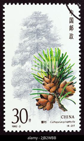 CINA - CIRCA 1992: Un francobollo stampato in Cina dal numero 'conifere' mostra Cathaya argyrophylla, circa 1992. Foto Stock