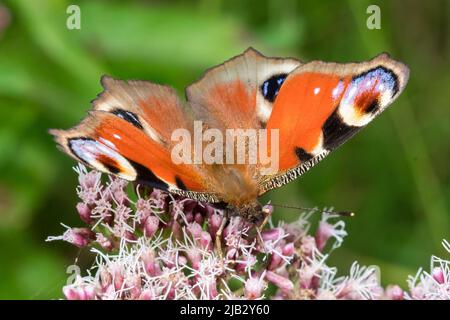 Una farfalla di pavone (Aglais io) che si nuota su un fiore selvatico a Hawthorn Hive, County Durham, UK Foto Stock