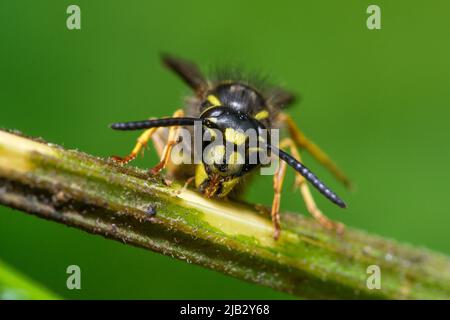 Una vespa comune (Vespula vulgaris) su un gambo di pianta. Preso a Hawthorn Hive, County Durham, Regno Unito Foto Stock