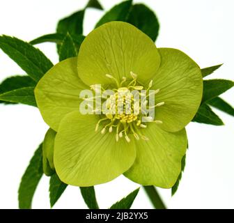 Helleborus odoro su bianco. Fiori verdi helleboures, Helleborus odorus isolato su sfondo bianco. Foto Stock