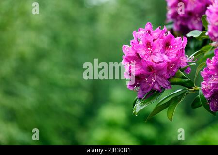 Rosa bellissimo fiore di rododendro del Pacifico con sfondo sfocato dalle tonalità verdi. Messa a fuoco morbida selettiva dopo pioggia. Foto Stock