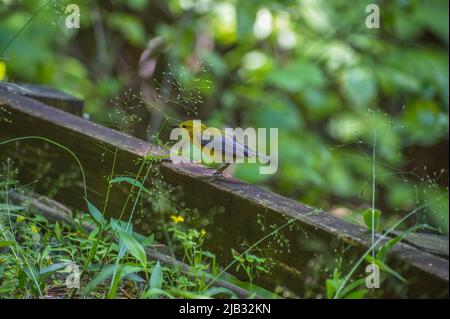 Verruca protonotaria di colore giallo e grigio che cammina su un binario di legno recinto alla ricerca di cibo a terra al parco nel fuoco selettivo ombra Foto Stock