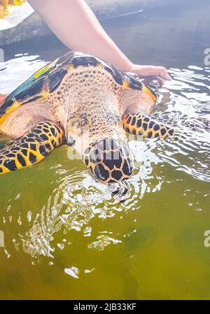 L'uomo tiene la tartaruga di mare verde Hawksbill tartaruga di mare loggerhead tartaruga di mare fuori dalla piscina nel Centro di conservazione di stazione di allevamento di tartaruga in Bentota Sri Lanka. Foto Stock