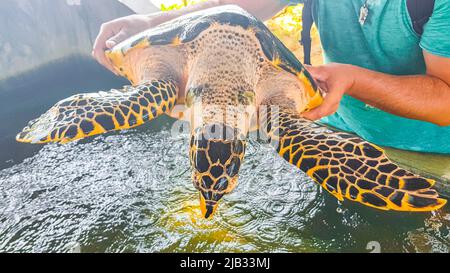 L'uomo tiene la tartaruga di mare verde Hawksbill tartaruga di mare loggerhead tartaruga di mare fuori dalla piscina nel Centro di conservazione di stazione di allevamento di tartaruga in Bentota Sri Lanka. Foto Stock