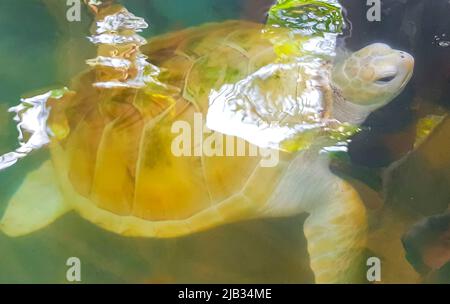 Albino bianco mare tartaruga Hawksbill mare tartaruga loggerhead mare tartaruga nuota in piscina nel Centro conservazione stazione di allevamento tartaruga a Bentota Sri Lanka. Foto Stock