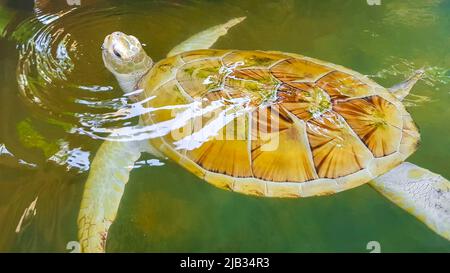 Albino bianco mare tartaruga Hawksbill mare tartaruga loggerhead mare tartaruga nuota in piscina nel Centro conservazione stazione di allevamento tartaruga a Bentota Sri Lanka. Foto Stock