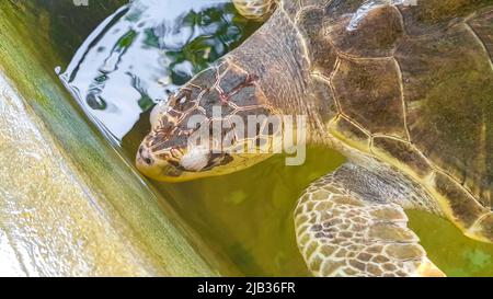 Verde mare tartaruga Hawksbill mare tartaruga loggerhead mare tartaruga nuota in piscina nel Centro conservazione stazione di allevamento tartaruga a Bentota Sri Lanka. Foto Stock