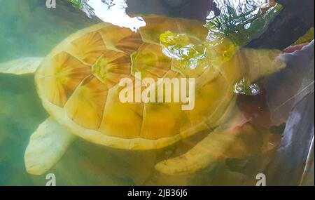 Albino bianco mare tartaruga Hawksbill mare tartaruga loggerhead mare tartaruga nuota in piscina nel Centro conservazione stazione di allevamento tartaruga a Bentota Sri Lanka. Foto Stock