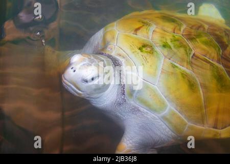 Albino bianco mare tartaruga Hawksbill mare tartaruga loggerhead mare tartaruga nuota in piscina nel Centro conservazione stazione di allevamento tartaruga a Bentota Sri Lanka. Foto Stock