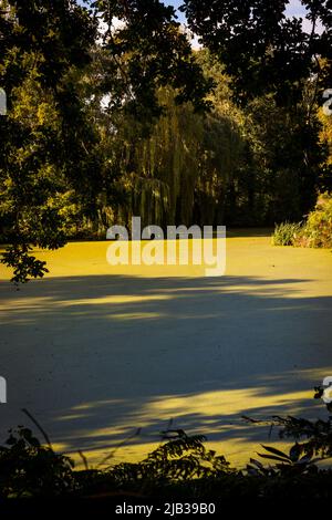 Lago a Beth Chatto giardini Foto Stock