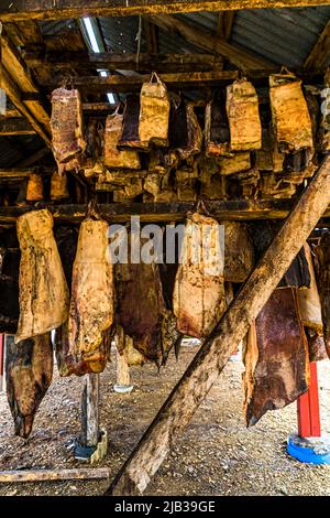 Bjarnarhöfn Iceland Shark Museum, dove si risolve il mistero dello squalo fermentato Foto Stock