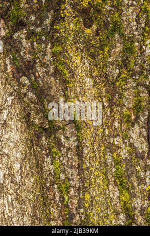 Corteccia di Teves Poplar (Populus nigra 'afghanica') Foto Stock