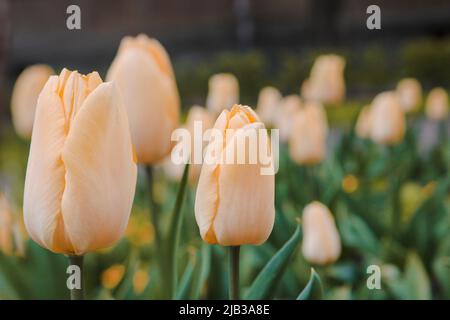 Fuoco selettivo - germogli di tulipani gialli da vicino. Foto Stock