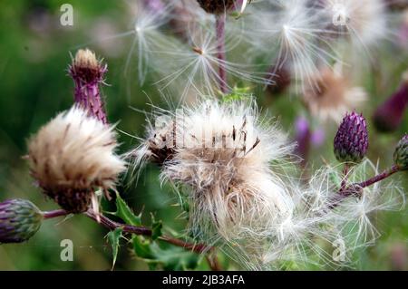 Il Thistle strisciante che lascia andare di esso è semi soffici Foto Stock