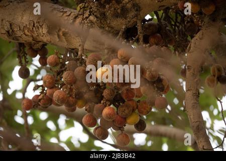 Dumort. Ficus è un genere di circa 850 specie di alberi legnosi, arbusti, viti, epifiti ed emiepifiti della Moraceae. Foto Stock