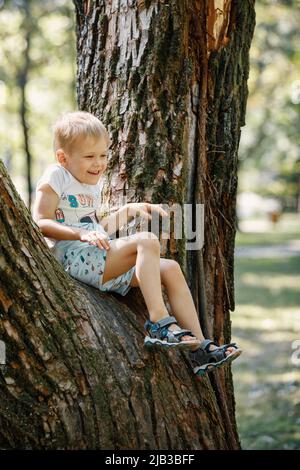 Carino ragazzo seduto sul grande albero nel parco in una giornata di primavera o estate. Bambino che sale l'albero nel giardino della città. Foto Stock