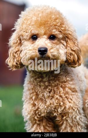 Il giovane e carino barbatello arancione si avvicina e guarda direttamente l'obiettivo fotografico con interesse. Foto Stock