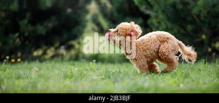 Piccolo cuccioli di cane che volano veloce sull'erba. Il cane morde un giocattolo di gomma rosa. Una foto panoramica adatta a un banner ha spazio libero per il testo. Foto Stock