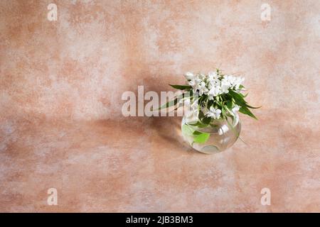 Un elegante vaso trasparente con acqua e fiori freschi di gelsomino su un colorato sfondo studio. Aromi naturali e decorazione. Foto Stock