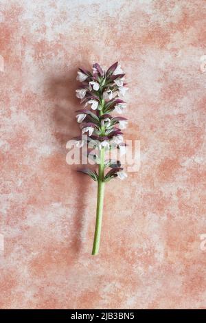 Acanthus mollis seme su uno sfondo astratto. Piante e botanica. Foto Stock