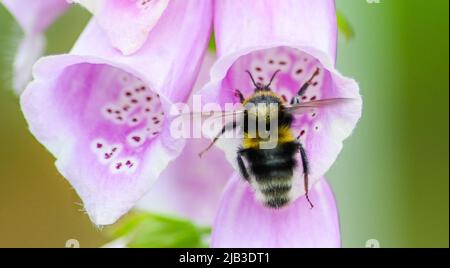 Bumblebee dalla coda bianca, Bombus lucerorum che entra in un fiore rosa pallido di Foxglove Digitalis Dalmatian Foto Stock