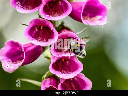 Bumblebee dalla coda bianca, Bombus lucerorum che entra in un fiore viola di Foxglove Digitalis Dalmatian Foto Stock