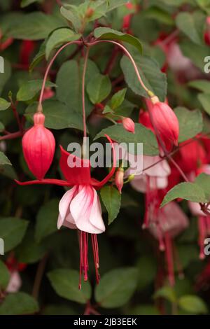 Primo piano di fiori di Fuchsia 'Lady in Red' Foto Stock