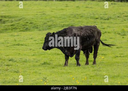 toro nero di razza pedigree su terreni agricoli inglesi Foto Stock