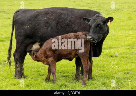 madre vacca che succhia il suo vitello su un campo verde Foto Stock