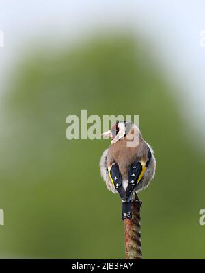 Primo piano di un Goldfinch - Carduelis Carduelis - arroccato su un palo di ferro a Francoforte, in Germania Foto Stock