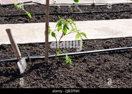 Piante di pomodoro coltivate in letti con annaffiatura automatica o sistema di gocciolamento dell'acqua nell'orto domestico. Tubo per irrigazione e irrigazione Foto Stock