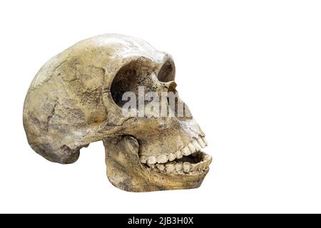 Cranio di uomo preistorico, cranio di neanderthalensis isolato su sfondo bianco con spazio per il testo Foto Stock