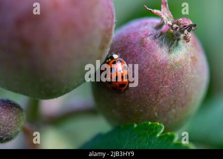 Ladybird su alcune mele Foto Stock