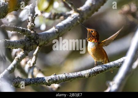 Rufous Hummingbird (Selasforo rufus) che si arpica su un ramo di Cerry Foto Stock