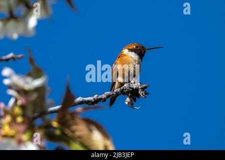 Rufous Hummingbird (Selasforo rufus) che si arpica su un ramo di Cerry Foto Stock