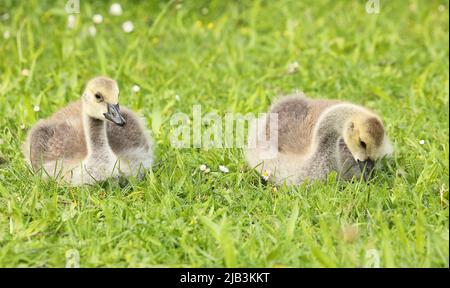 Due imbragature d'oca canadesi che giacciono nell'erba Foto Stock