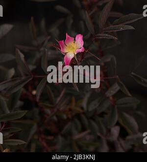 Primo piano di Rosa Rubrifolia o Rosa glauca, rosa arbusto vista all'aperto nel giardino. Foto Stock