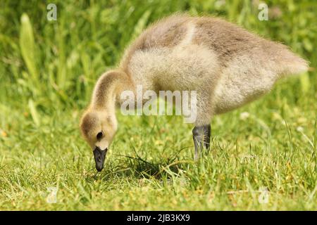 Primo piano di un gosling dell'oca canadese in piedi nell'erba Foto Stock