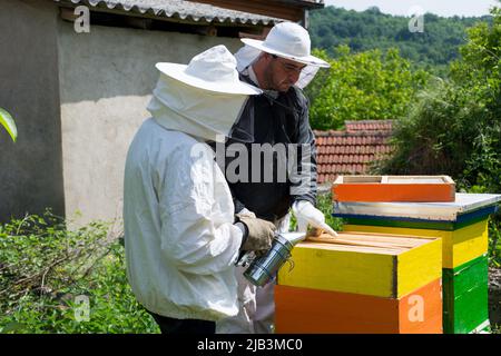 Due apicoltori in abiti protettivi controllano le api e le cornici dell'alveare in una giornata di primavera soleggiata in un apiario. Concetto di apicoltura Foto Stock