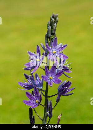 Fiori grigio-blu della prima estate bulbo fiorente, Camassia leichtlinii, una variazione di colore nella sciame ibrido al Garden House Foto Stock