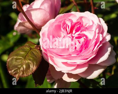 Fiore rosa doppio della fragrante rosa inglese David Austin, Rosa 'Olivia Rose' Foto Stock