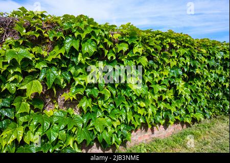 Vines of Japanese creeper (Parthenocissus tricuspidata), AKA Boston ivy, Grape ivy, Japanese ivy & Woodbine growing on a wall in Spring in England, UK Foto Stock
