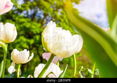 Fiori di tulipano in fiore di colore bianco e rosa sul campo in primavera. Foto Stock