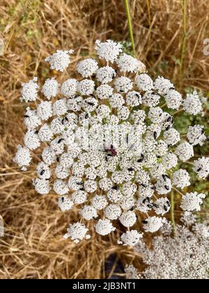 La carota di Daucus conosciuta come carota selvaggia che fiorisce pianta primo piano-in su Foto Stock