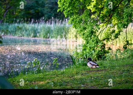 Anatra sull'erba nel dominio provinciale Parco Rivierenhof - Anversa Belgio Foto Stock