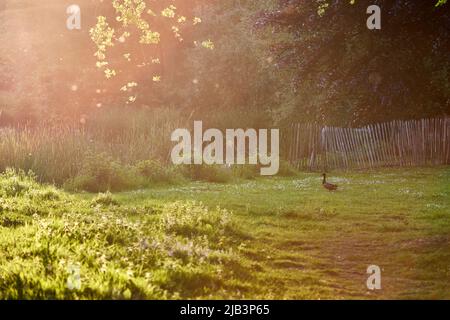 Anatra sull'erba al tramonto nel Provincial Domain Rivierenhof Park - Anversa Belgio Foto Stock