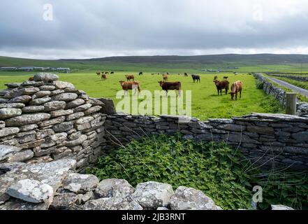 Bestiame al pascolo in un campo sull'isola di Rousay, Isole Orkney, Scozia. Foto Stock