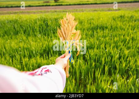 Defocus femmina mano che tiene bouquet di pikelets dorati maturi di grano legato su prato natura sfondo. Bandiera Ucraina. Indipendenza. Agricoltura Ukrain Foto Stock