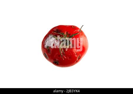 Pomodoro rosso marcio con muffa su sfondo bianco. Concetto di Tomatina Foto Stock