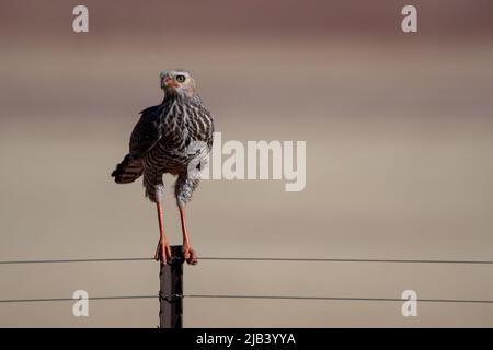 Il rapitore di Goshawk di Singing, dal rombo grigio, è appollaiato su un palo in Namibia Foto Stock